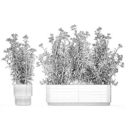 Коллекция растений для сада в белых современных горшках с цветущими кустами белые цветов Олеандр, Нериум. Набор 1363. — Вид 5