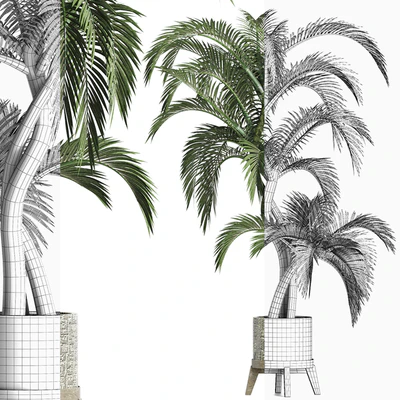 Plants Collection 162 Egyptian Palm — Вид 3