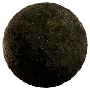mossy spruce forest floor 001 — Descargar