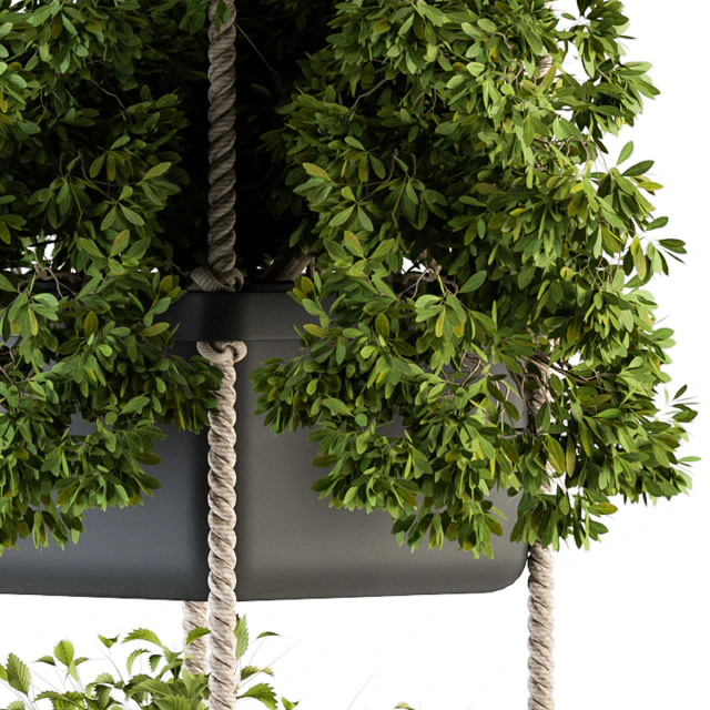 Hanging pot with Rope - indoor Plants 164 — Descargar