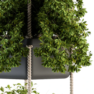 Hanging pot with Rope - indoor Plants 164 — Ver 5