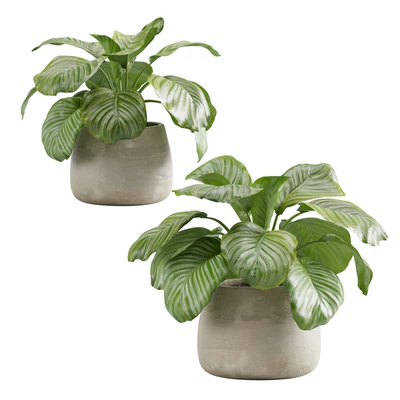 Potted Calathea Orbifolia — Вид 3
