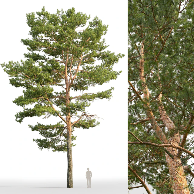 Pine — Descargar