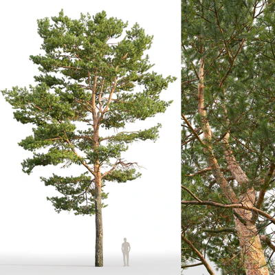 Pine — Ver 4