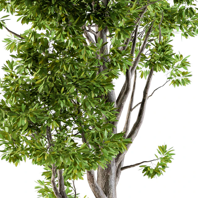 Tree broadleaf n1 — Descargar