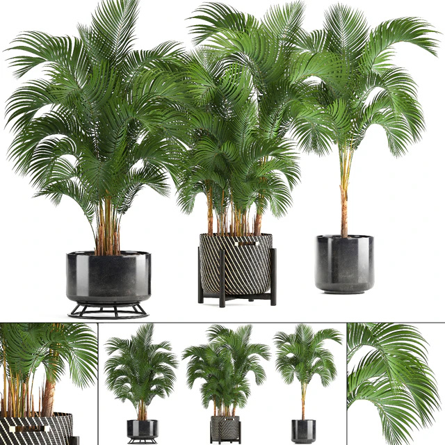 Collection of plants Howea forsteriana 217. Indoor palm, hovea, basket, black flowerpot, bushes, pot — Descargar