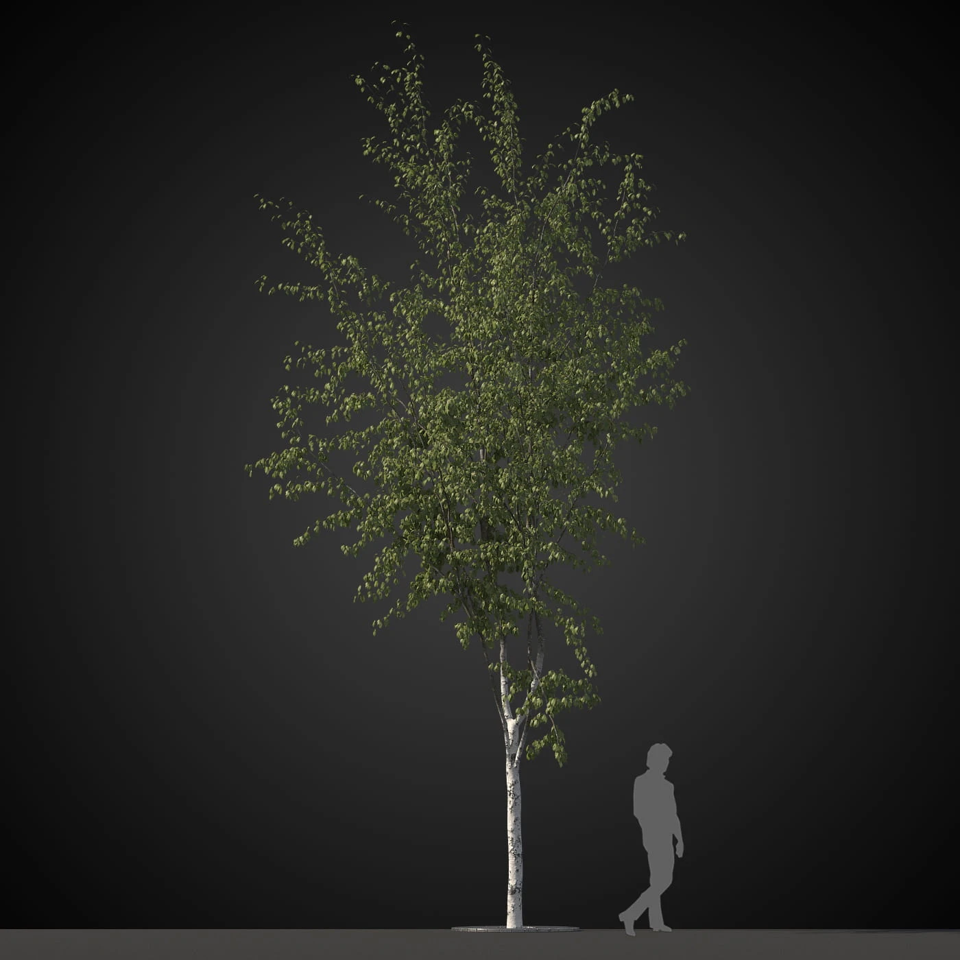 trees 029 — Скачать
