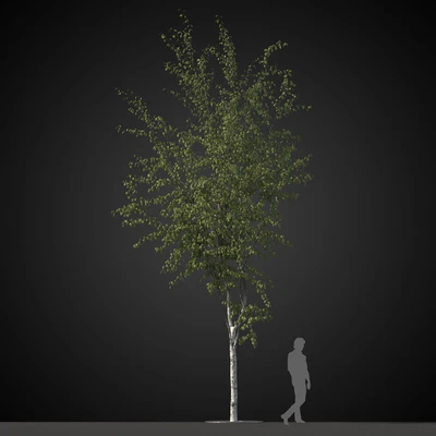 trees 029 — Скачать