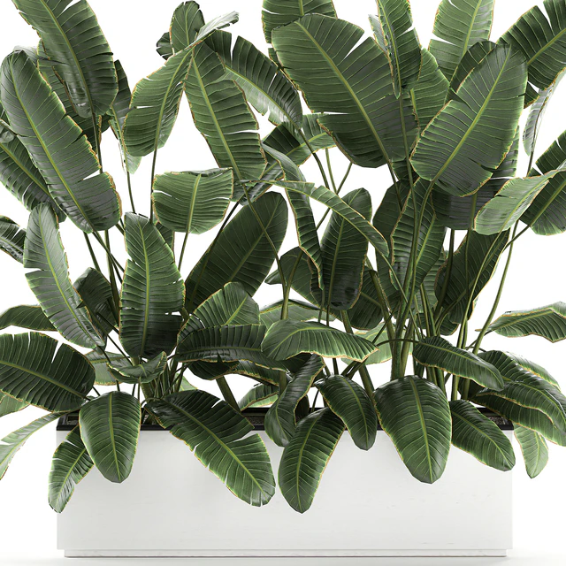 Beautiful lush thickets of bushes of plants in a white pot flowerbed with strelitzia, banana palm, ravenala. Set 590. — Descargar