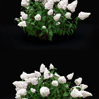 Hydrangea Paniculata — Ver 3