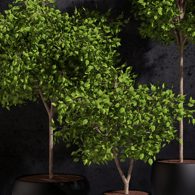 Plants Ficus Benjamin — Descargar