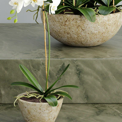 Orchid 2 — Ver 2