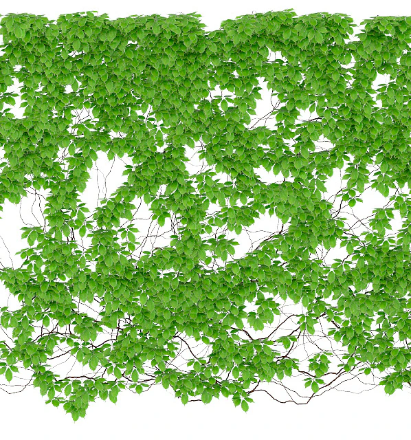 The leaves are a girl's grapes. 6 sizes. v2 — Descargar