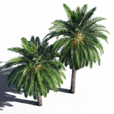 Date palm 2 — Вид 3