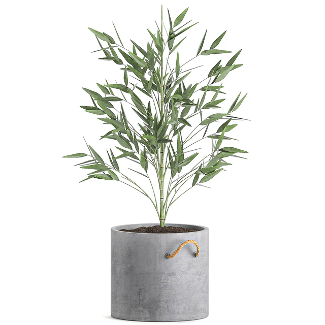 A collection of beautiful small lush bamboo bushes in concrete pots with bamboo handles. Set 596. — Descargar