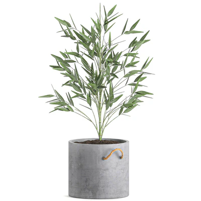 A collection of beautiful small lush bamboo bushes in concrete pots with bamboo handles. Set 596. — Ver 3
