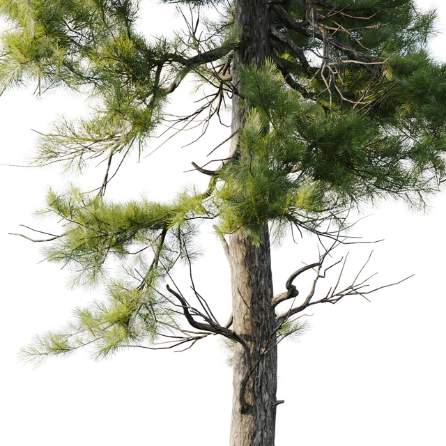 Pine 18m and 12m — Descargar