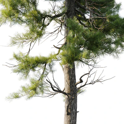 Pine 18m and 12m — Ver 5