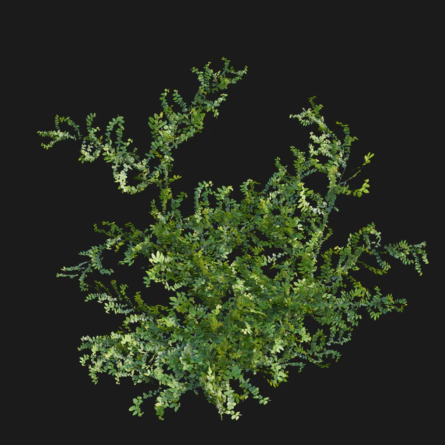 Moraceae - Ficus pumila — Скачать