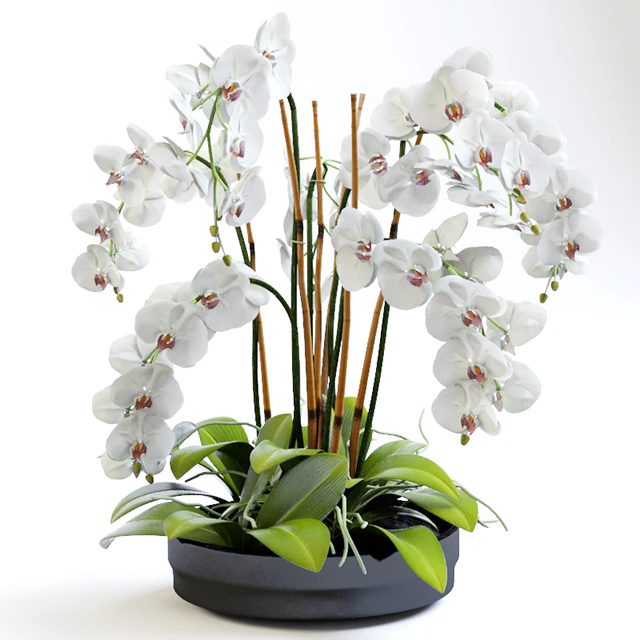 Orchid 2 — Descargar