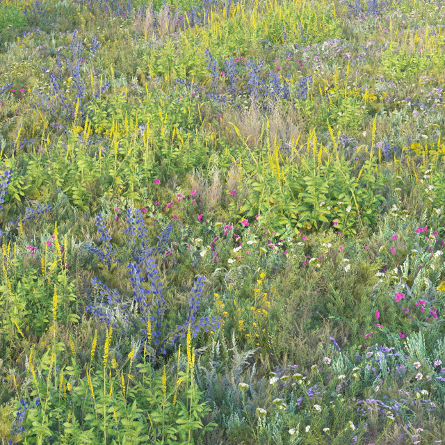 Blooming meadow grass 2 — Descargar