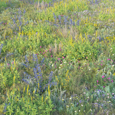 Blooming meadow grass 2 — Ver 1
