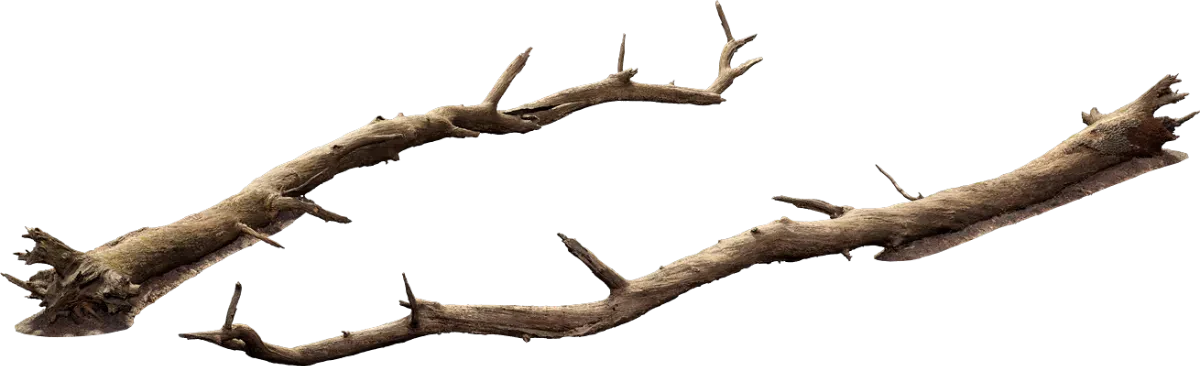 large fallen tree 003 — Descargar