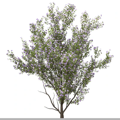 Set of Tibouchina Semidecandra Plant ( Princess flower ) ( 3 Plants ) — Ver 3