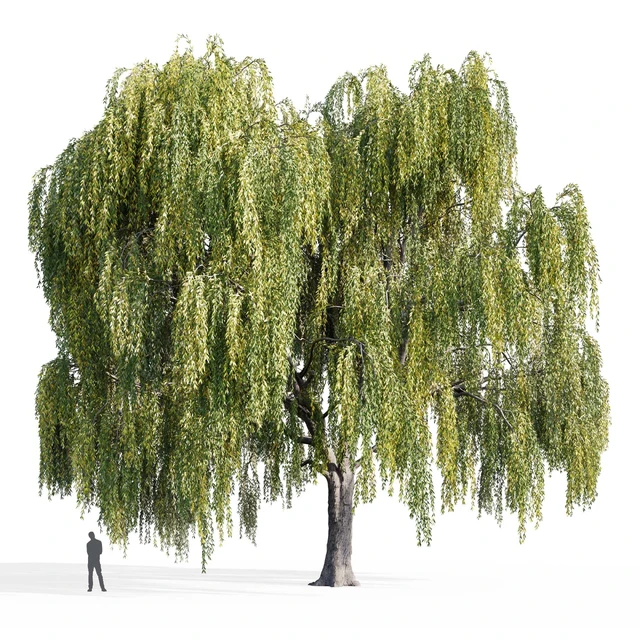 Ива (Salix, Willow) — Скачать