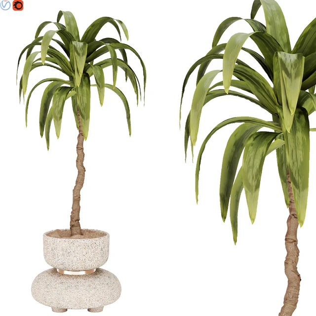 Indoor plant 38 — Скачать