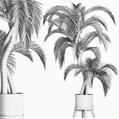 Plants Collection 162 Egyptian Palm — Вид 4