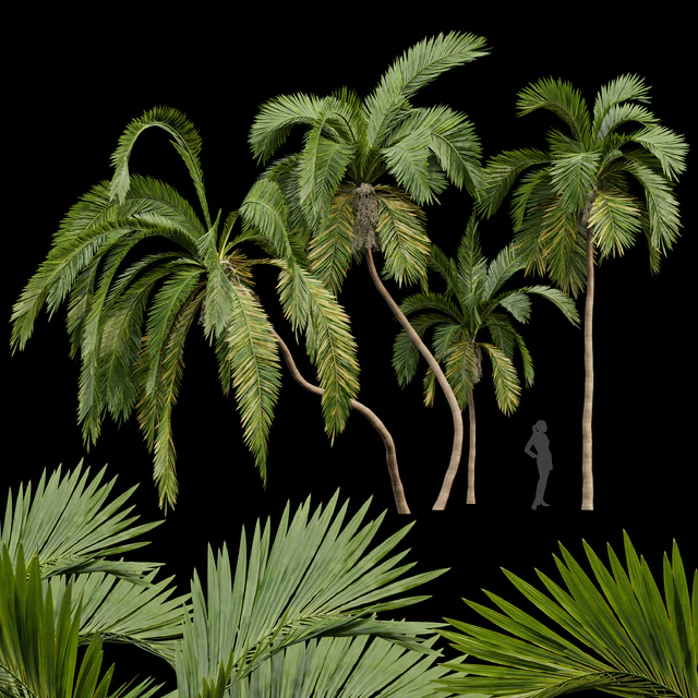 Queen Palm 4 Trees Syagrus Romanzoffiana — Descargar