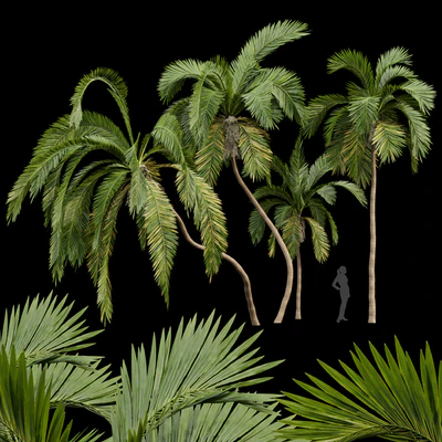 Queen Palm 4 Trees Syagrus Romanzoffiana — Ver 1
