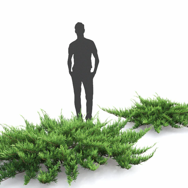 Juniperus — Скачать