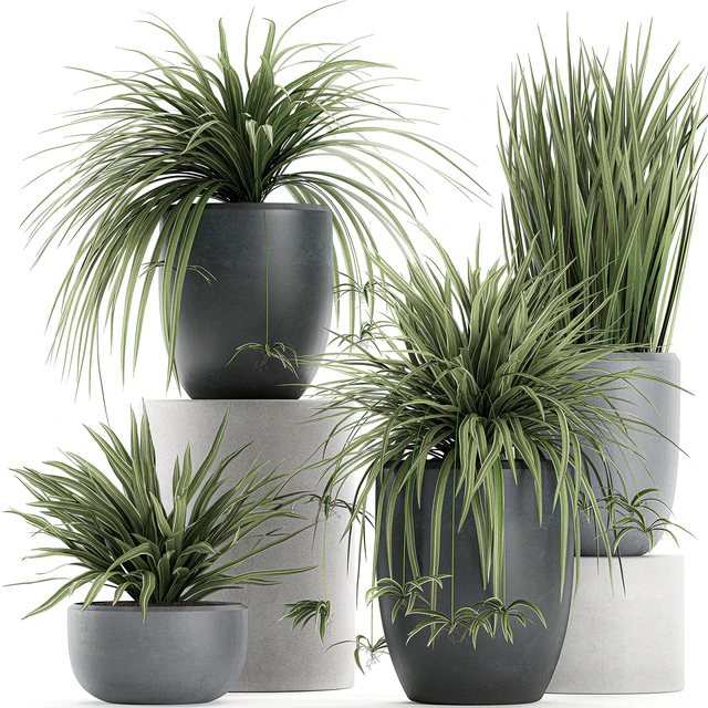 A collection of small bushes of indoor plants in black pots with Chlorophytum. Set 625. — Descargar