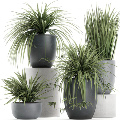 A collection of small bushes of indoor plants in black pots with Chlorophytum. Set 625. — Ver 1