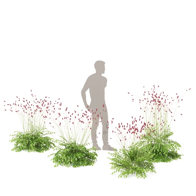 Hemophilus officinalis | Sanguisorba officinalis — Descargar
