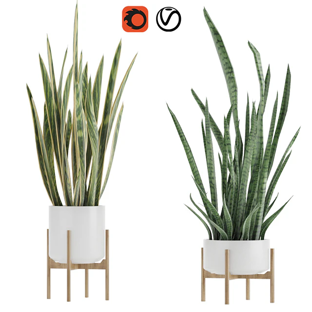 Sansevieria 2 — Descargar