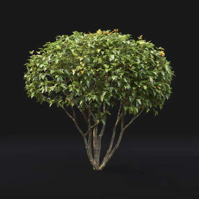 Acer — Ver 4