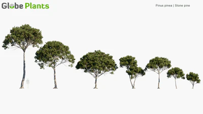 pinus pinea — download