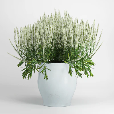 Plant — Ver 3