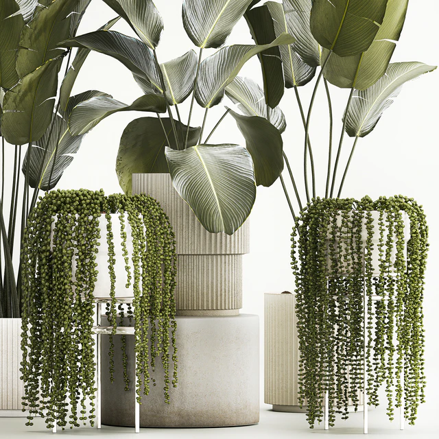 Hanging plants Succulents Rowley and Calathea lutea, Strelitzia in pots. Set of plants 1322 — Descargar