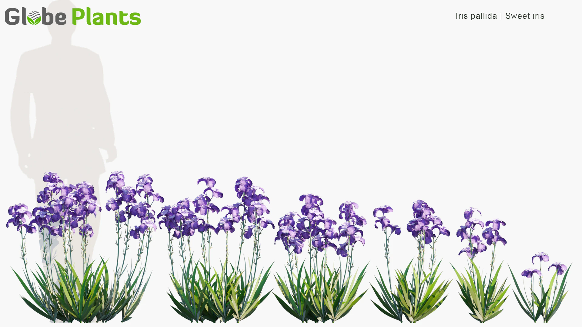 iris pallida — Download