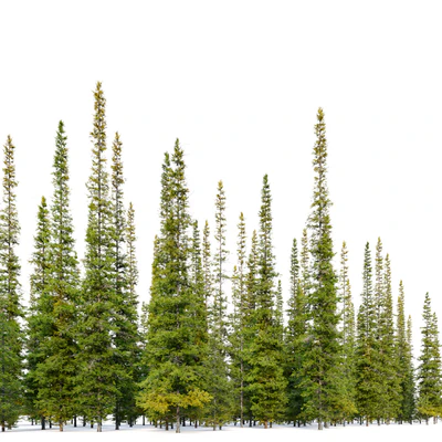Fir tree 04 — Вид 4