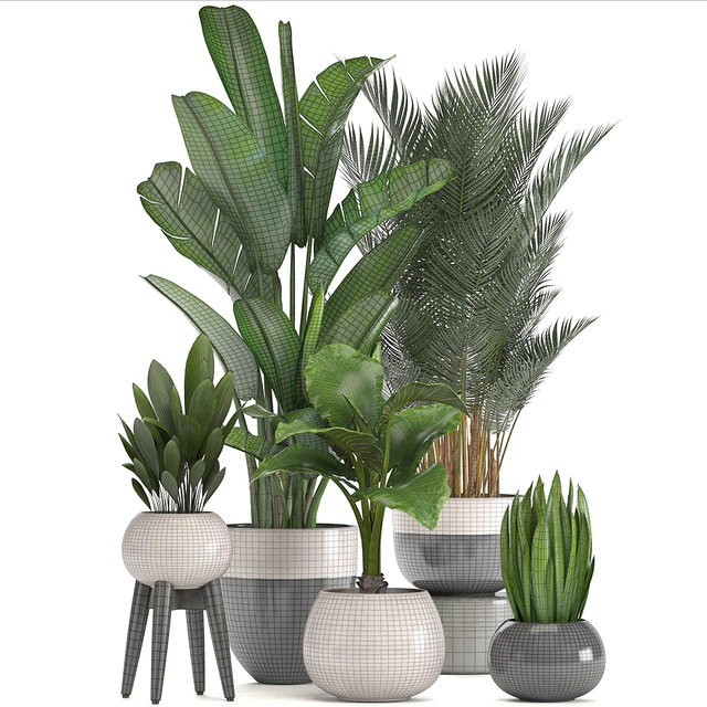 Collection of plants. strelitzia, banana, palm tree, hovea, alocasia, interior plants, scandinavian style, pot, flowerpot, luxury decor, strelitzia — Descargar