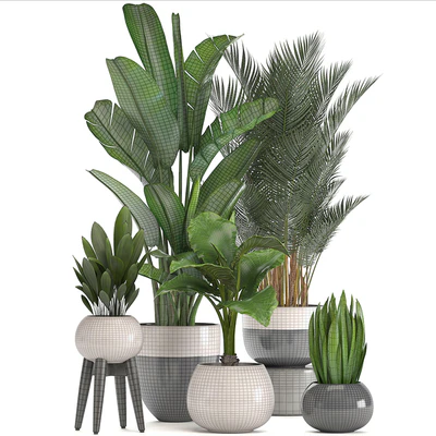 Collection of plants. strelitzia, banana, palm tree, hovea, alocasia, interior plants, scandinavian style, pot, flowerpot, luxury decor, strelitzia — Ver 3