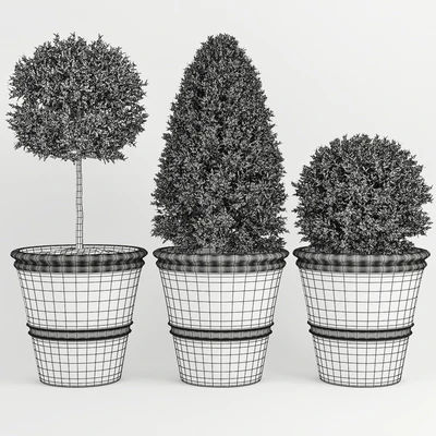 Buxus two — Ver 2