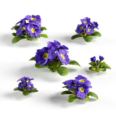 flowers and weeds 002 — Descargar