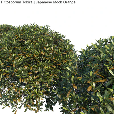 Pittosporum Tobira | Japanese Mock Orange bush — Ver 2