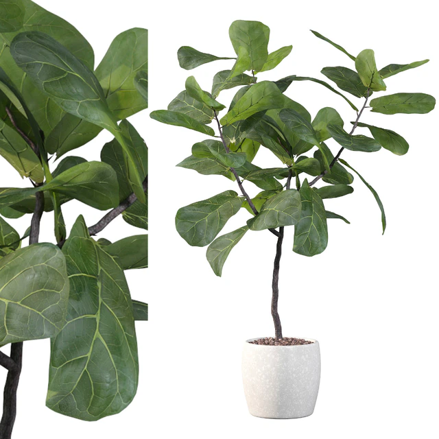Plants collection 101 - ficus lyrata — Download